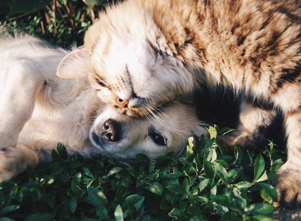 5 Dicas para Economizar com Pets economizar com pets