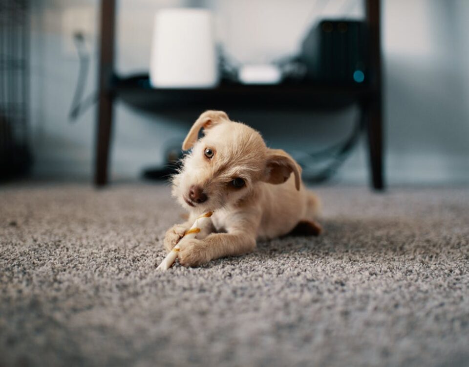 Is carpet installation a good investment? Is carpet installation a good investment?