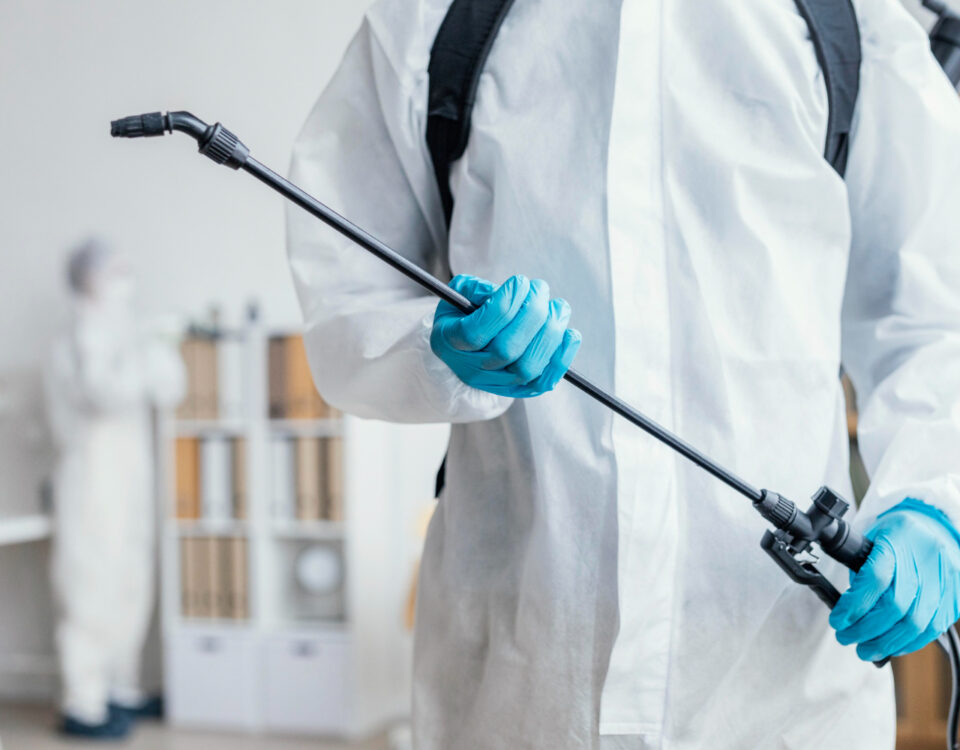 Prevenção contra cupins pode evitar prejuízos milionários Prevenção contra cupins pode evitar prejuízos milionários