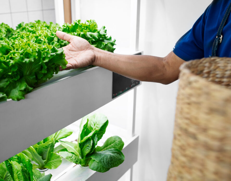 Quanto custa colher salada sem sair de casa em 2025 Quanto custa colher salada sem sair de casa em 2025